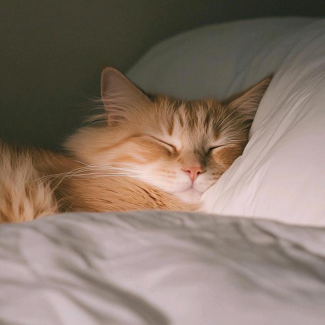 Zzz