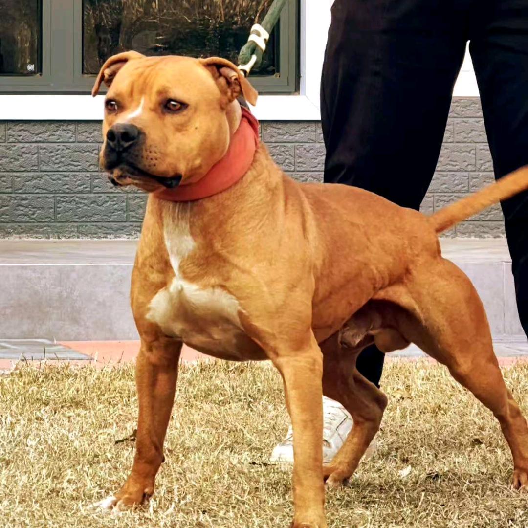 胜威犬业——小雨