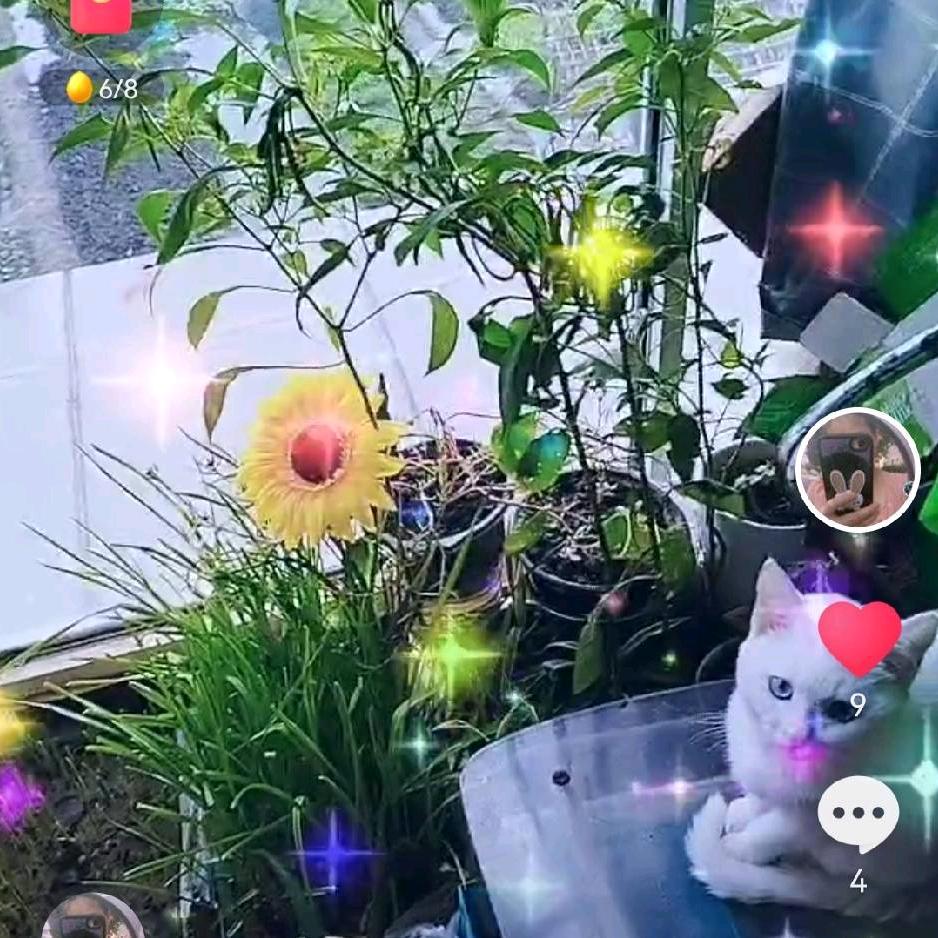 春🌺暖🌺花🌺开《谢绝私聊》