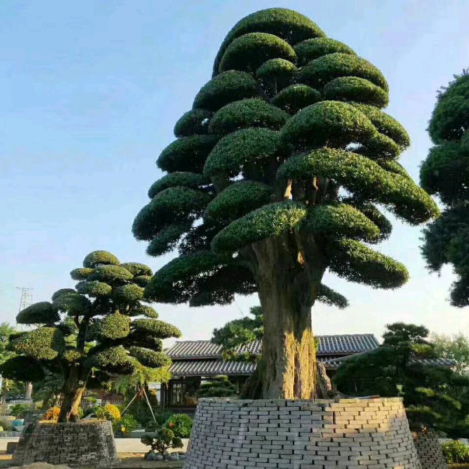 AAAAA松艺造型师小郭