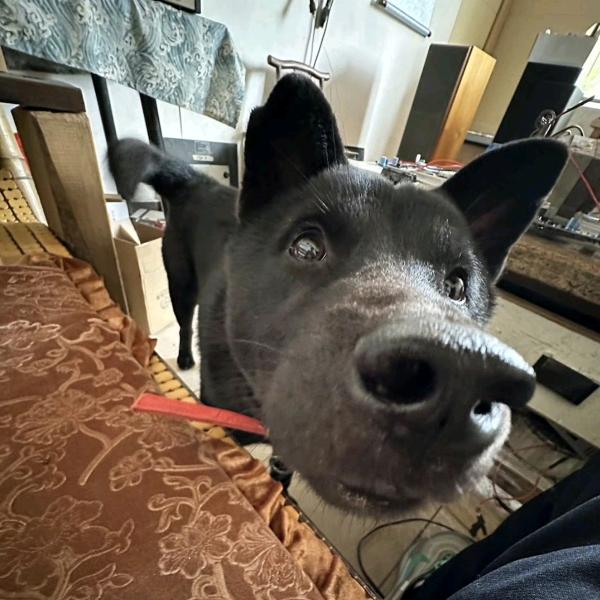 dogger2