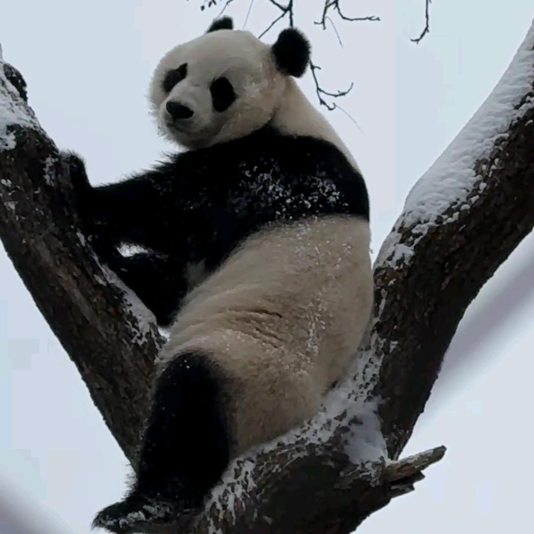 阿凤