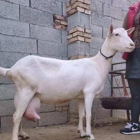 扶风县杏林镇东街红林养殖厂---刘红安