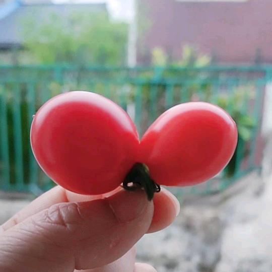 小番茄🍅🍅