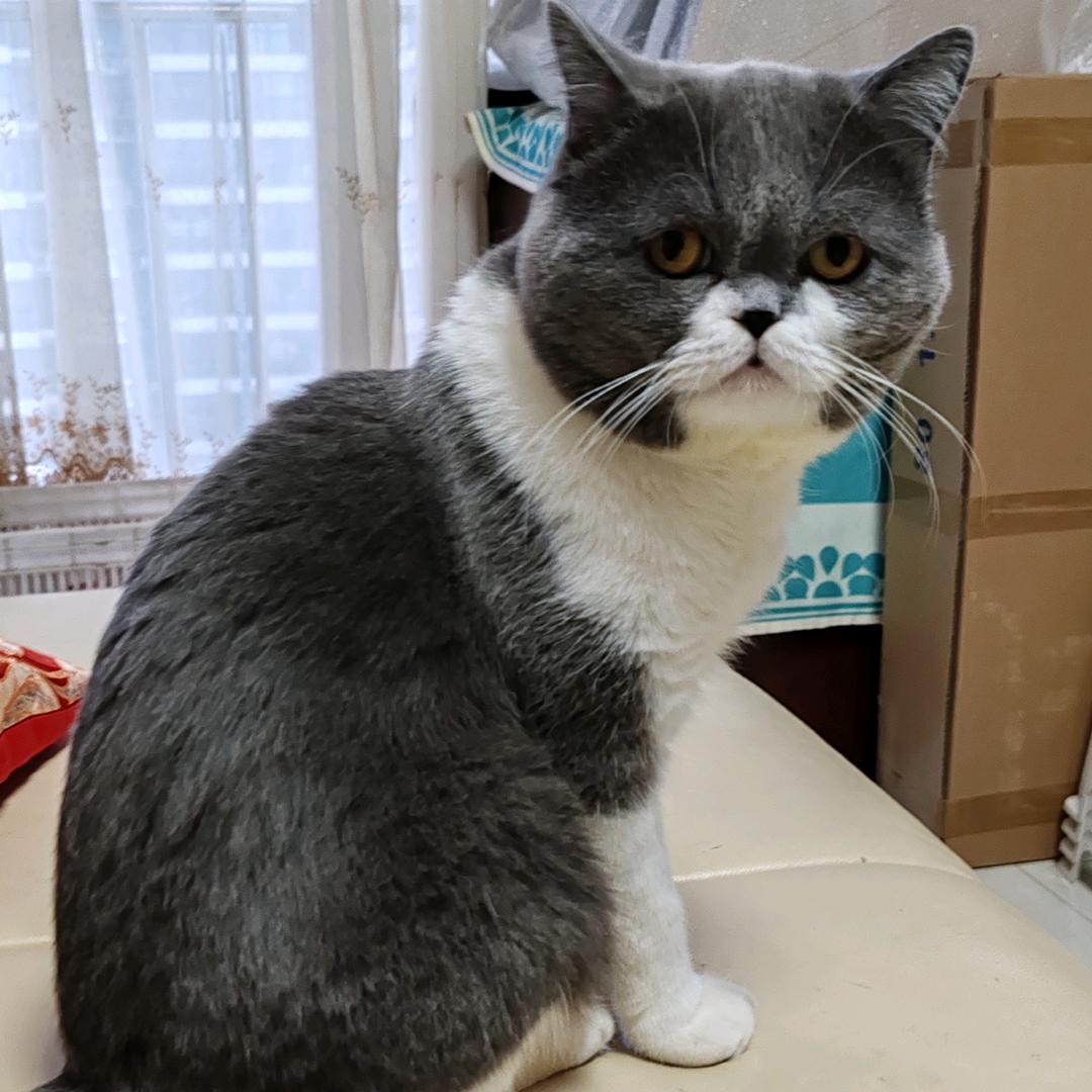 叮当是只英短猫