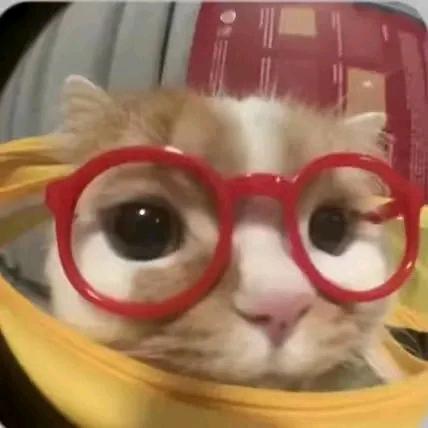 猫meme很忙