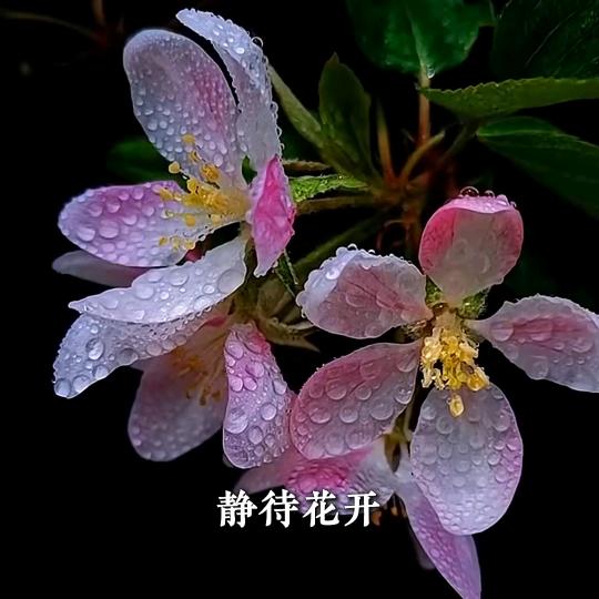 静待花开🌸