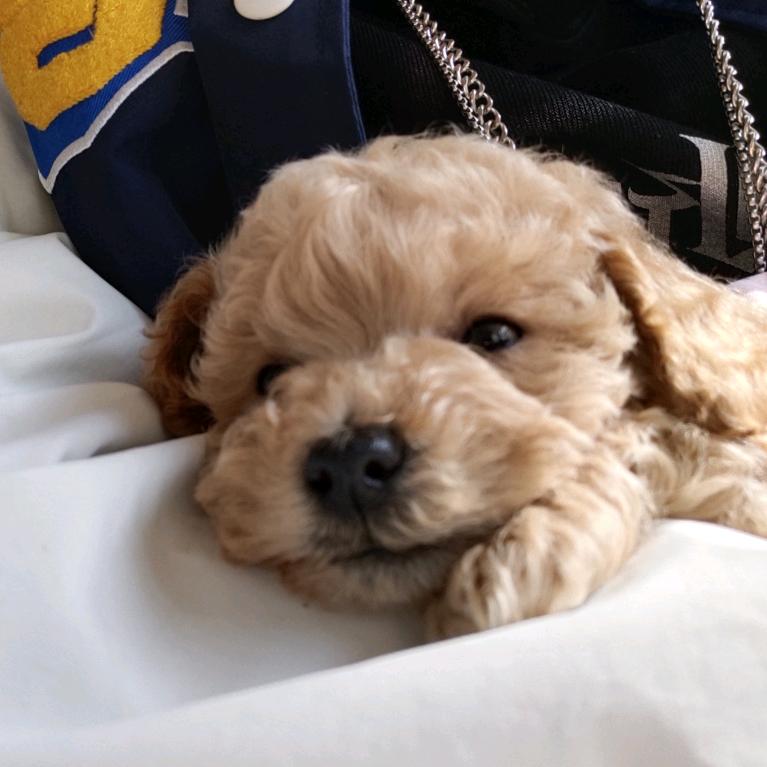 决否（有小狗版）