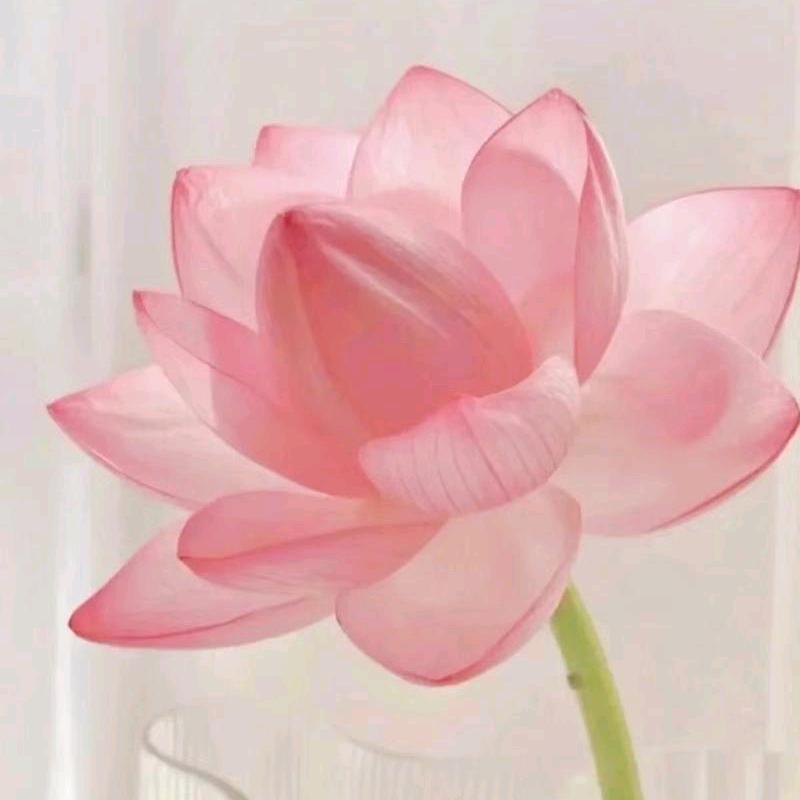 花开富贵.