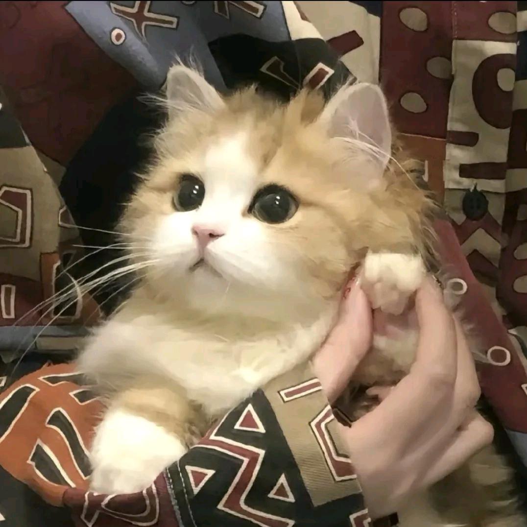子懿