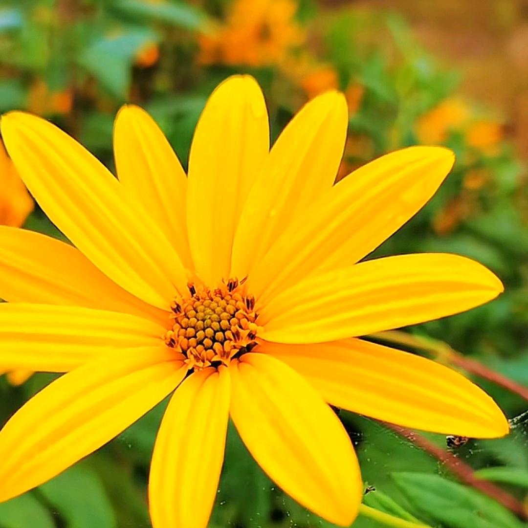 🌻🌻