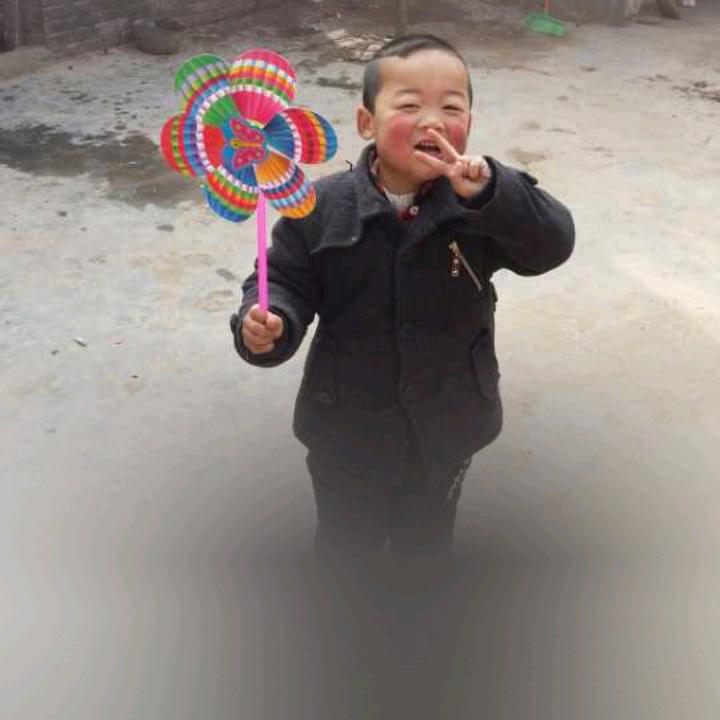 专业出售元宝鸽