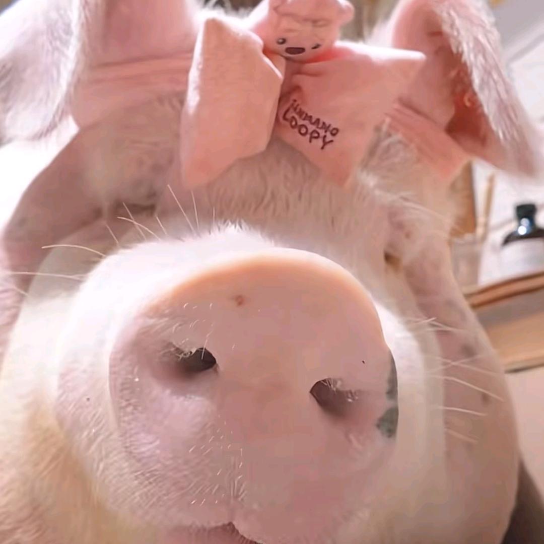 🚬ಇ᭄一花一世界࿐养账号中