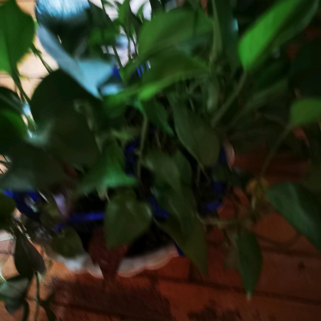 许憨憨