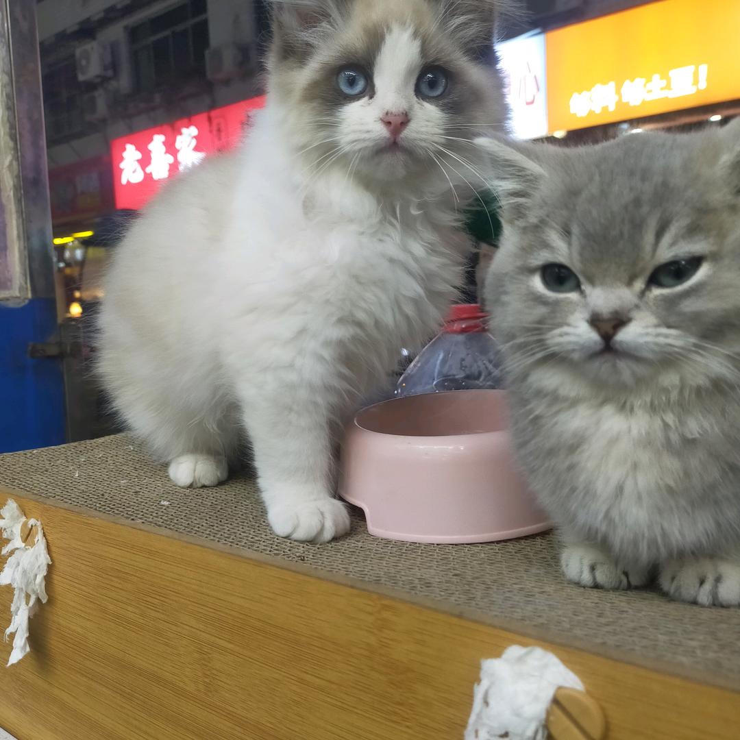 曦曦爱猫咪