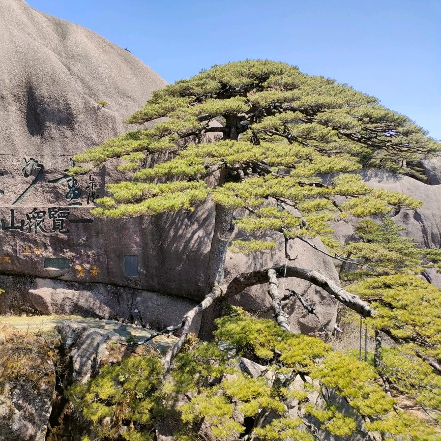 青松🌲🌲🌲🐿️头像