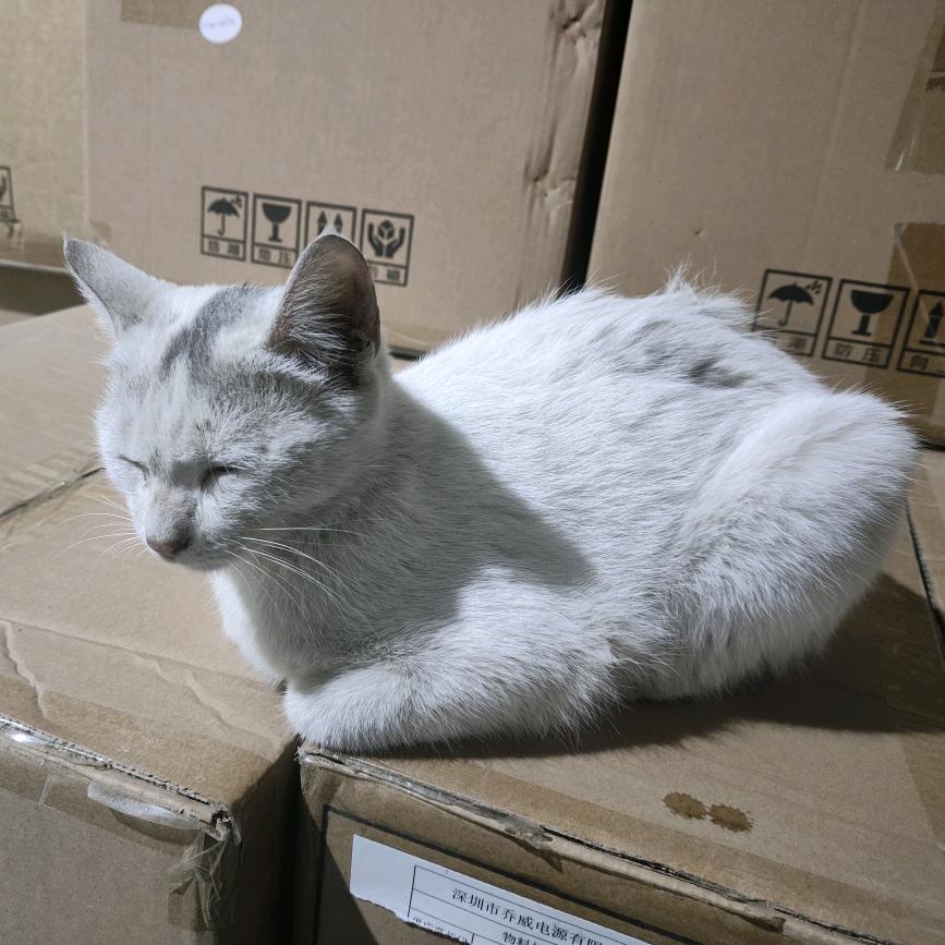 猫同事～