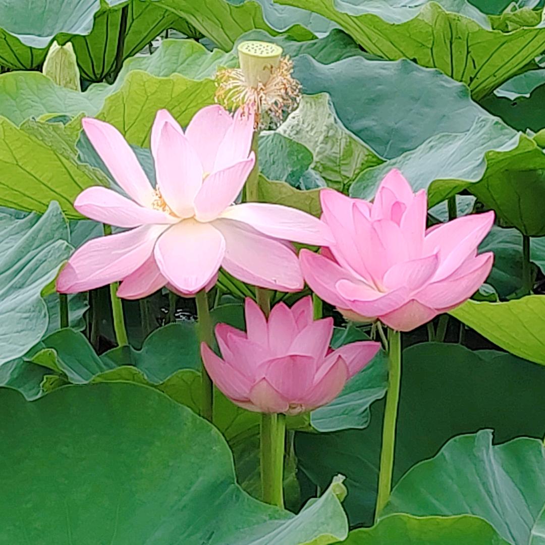 甜心