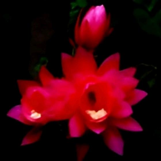 花落两三片
