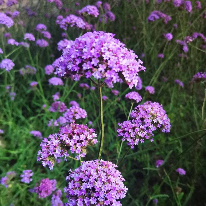 青青草原扛把子