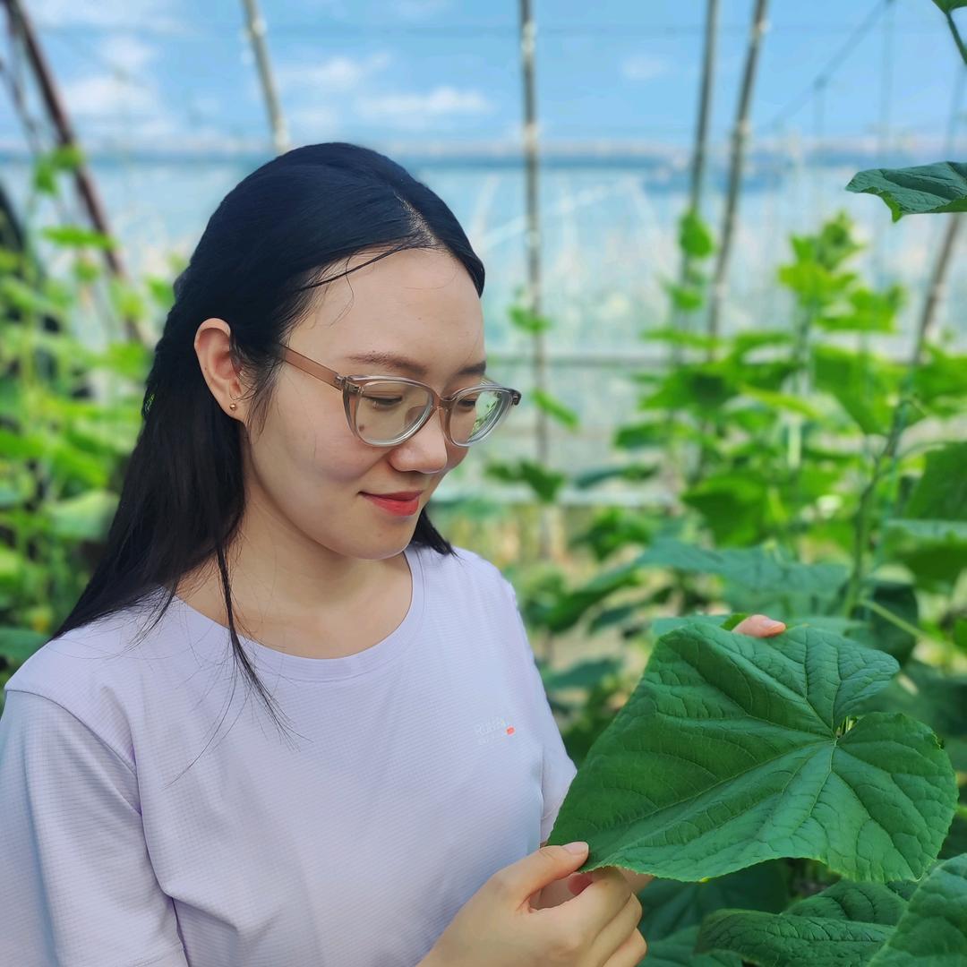 牛多多-黄瓜种植王老师