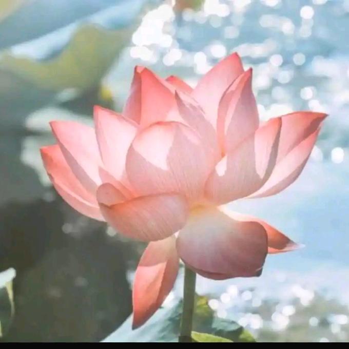 肖明风