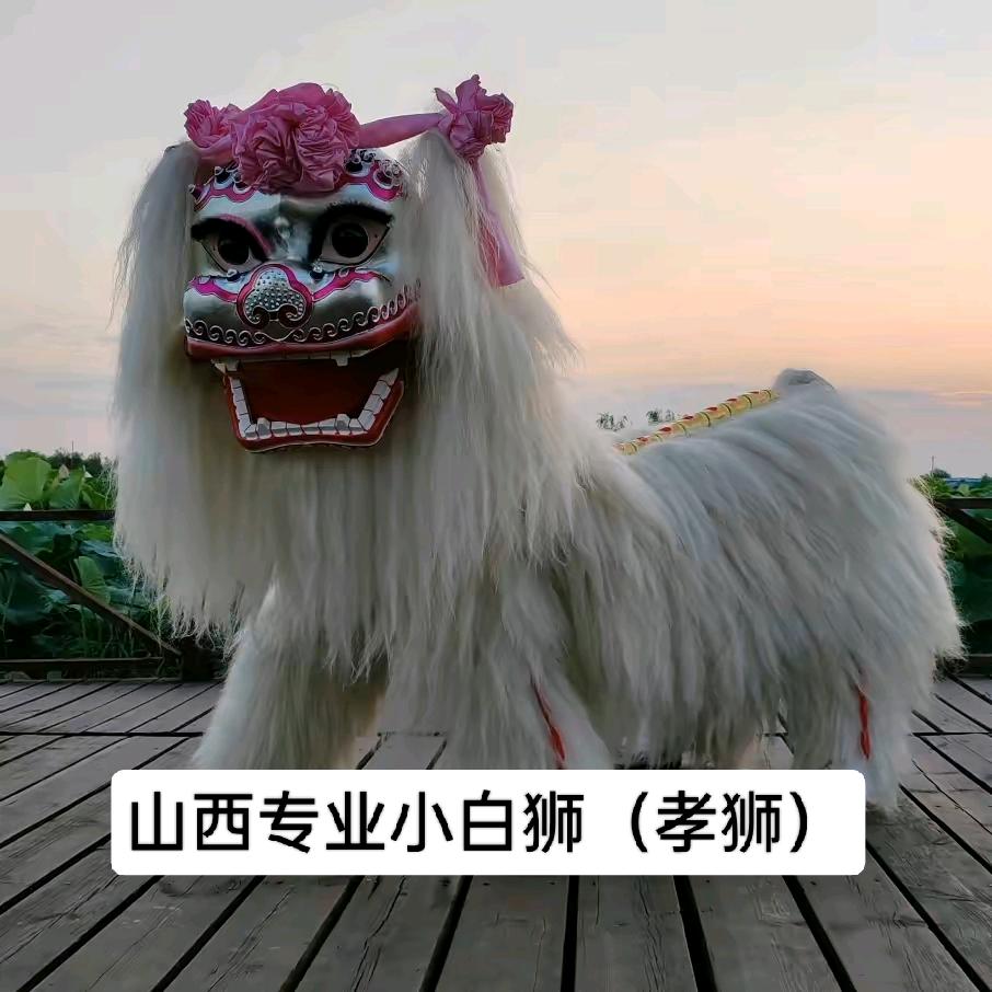 山西小白狮