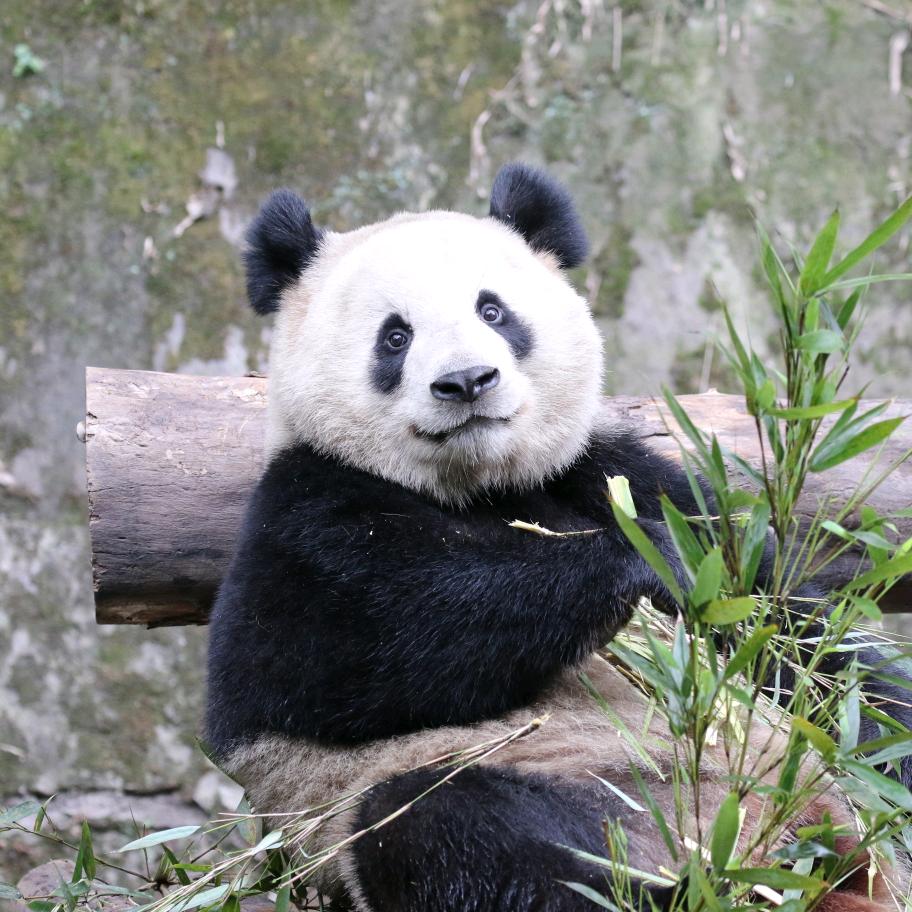 甜爸