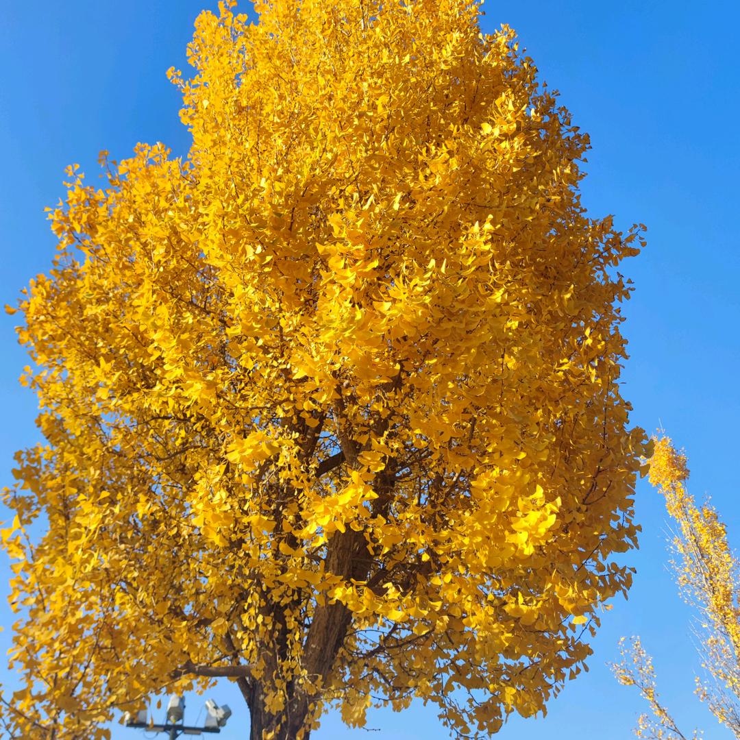 韩婷（太茉宝）