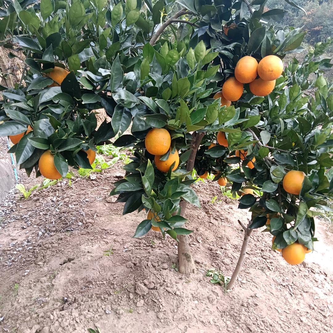 重庆山橙