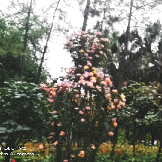 心雨、
