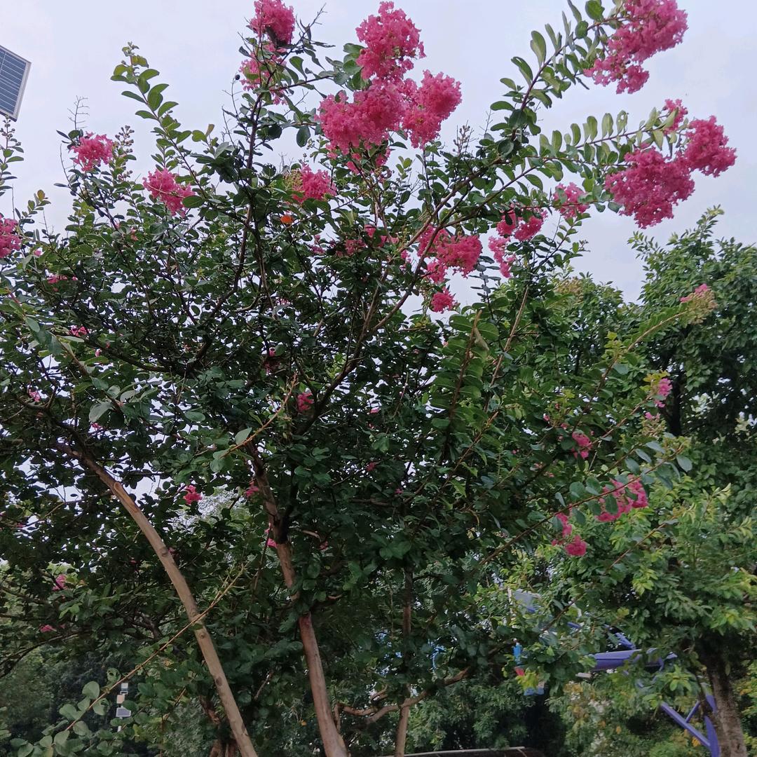 十2生肖