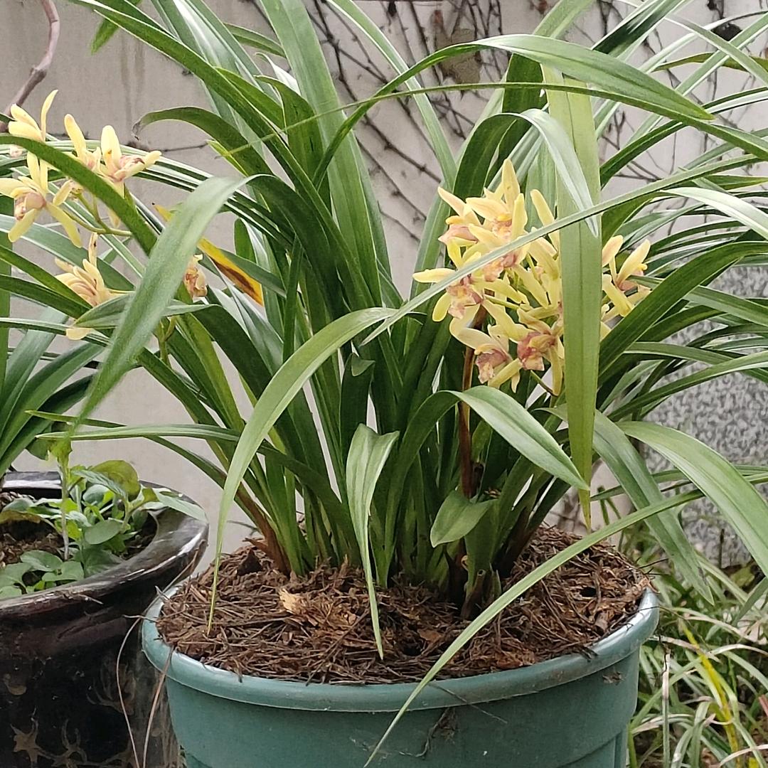 菊子花卉