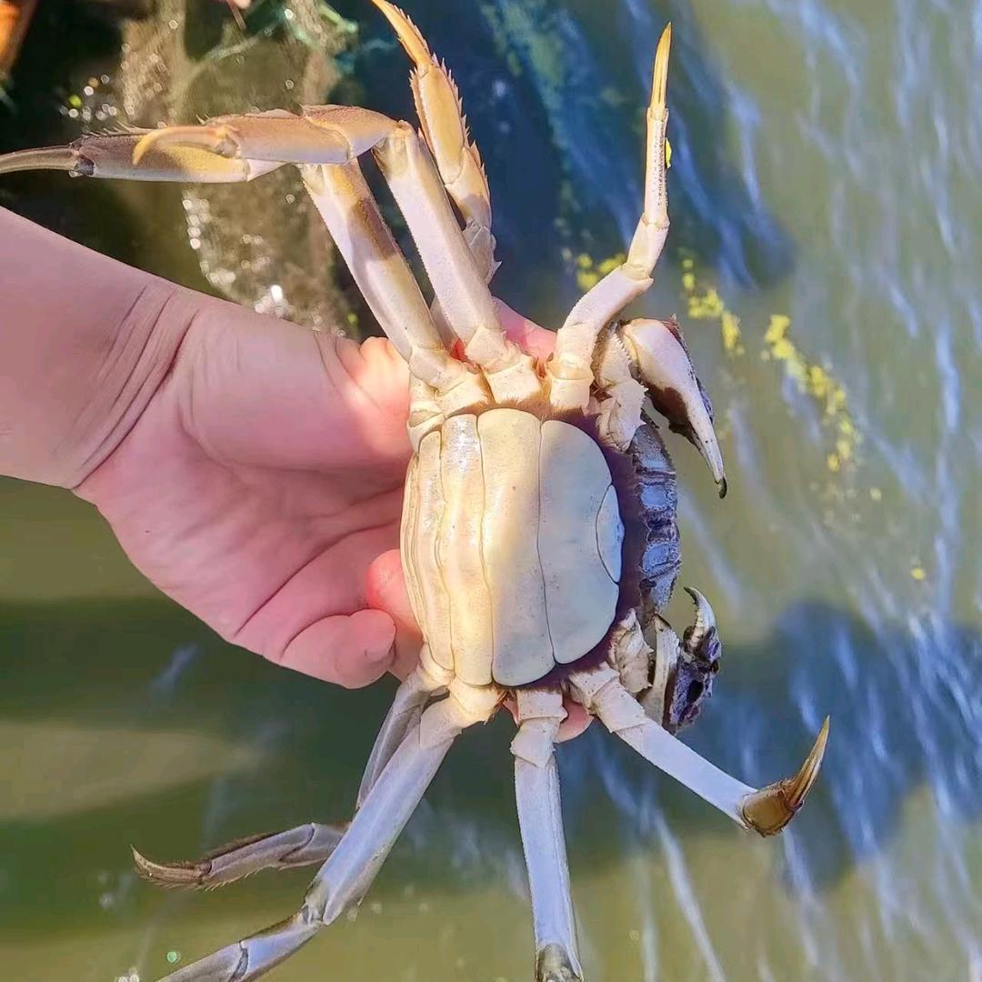 小蟹大蟹谢谢你