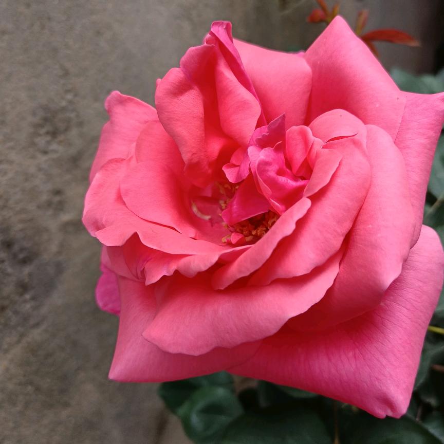 周家大小姐🧚‍♀️🧚‍♀️