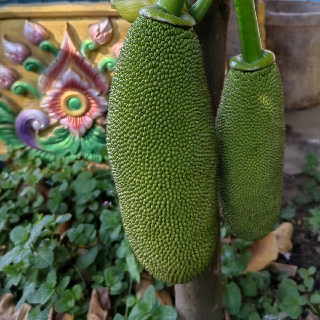 旺旺小仙