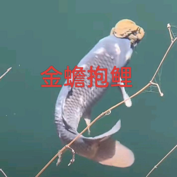 治哥
