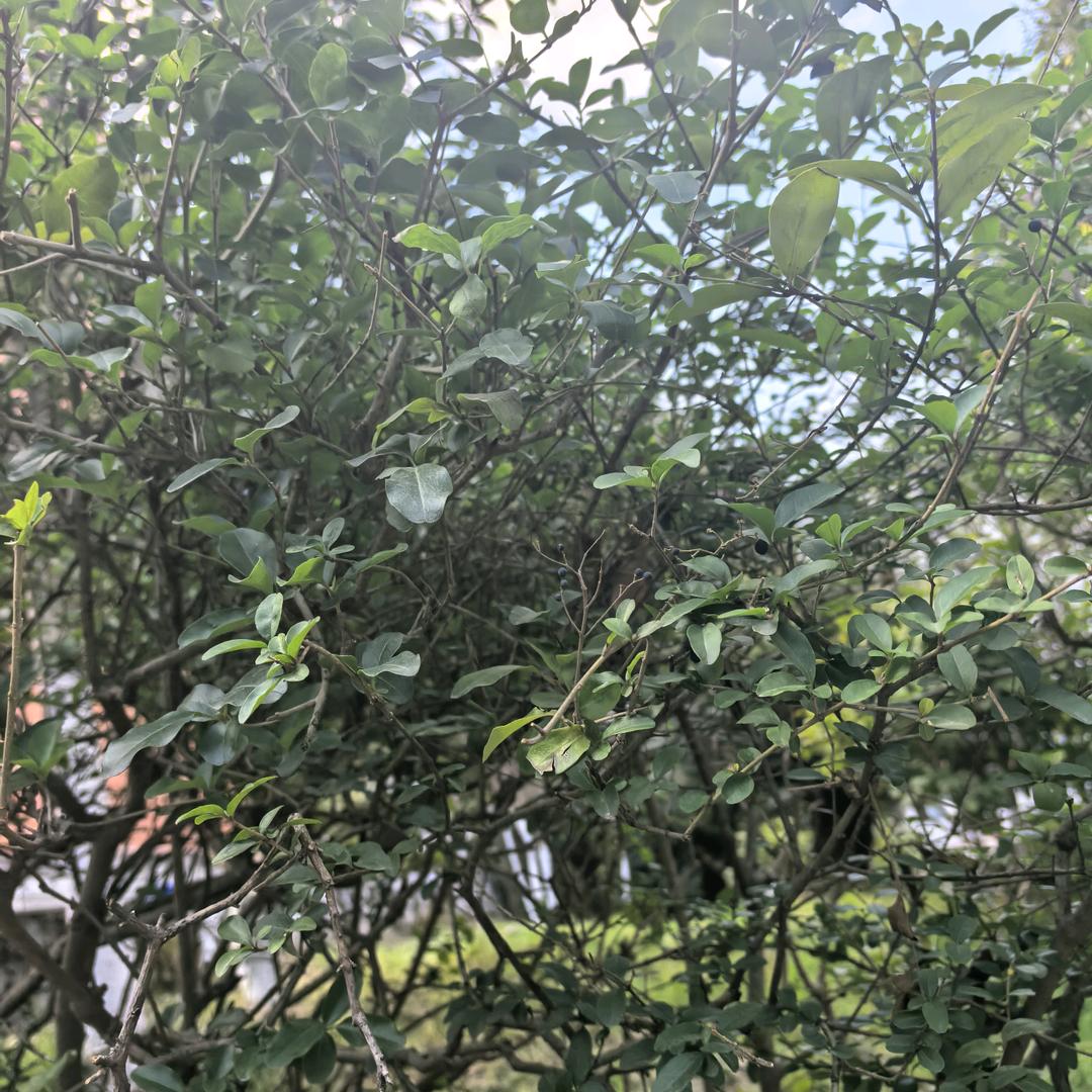 清刚
