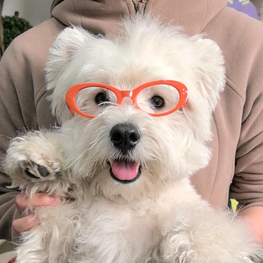 仔仔是只西高地