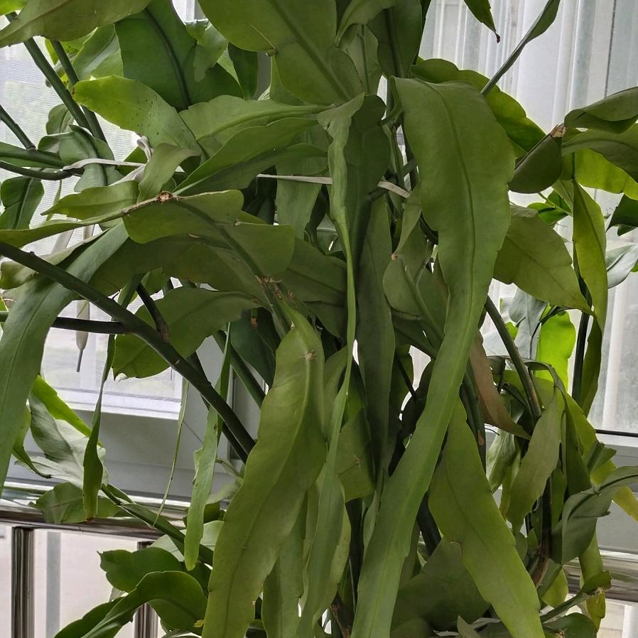 飘雨