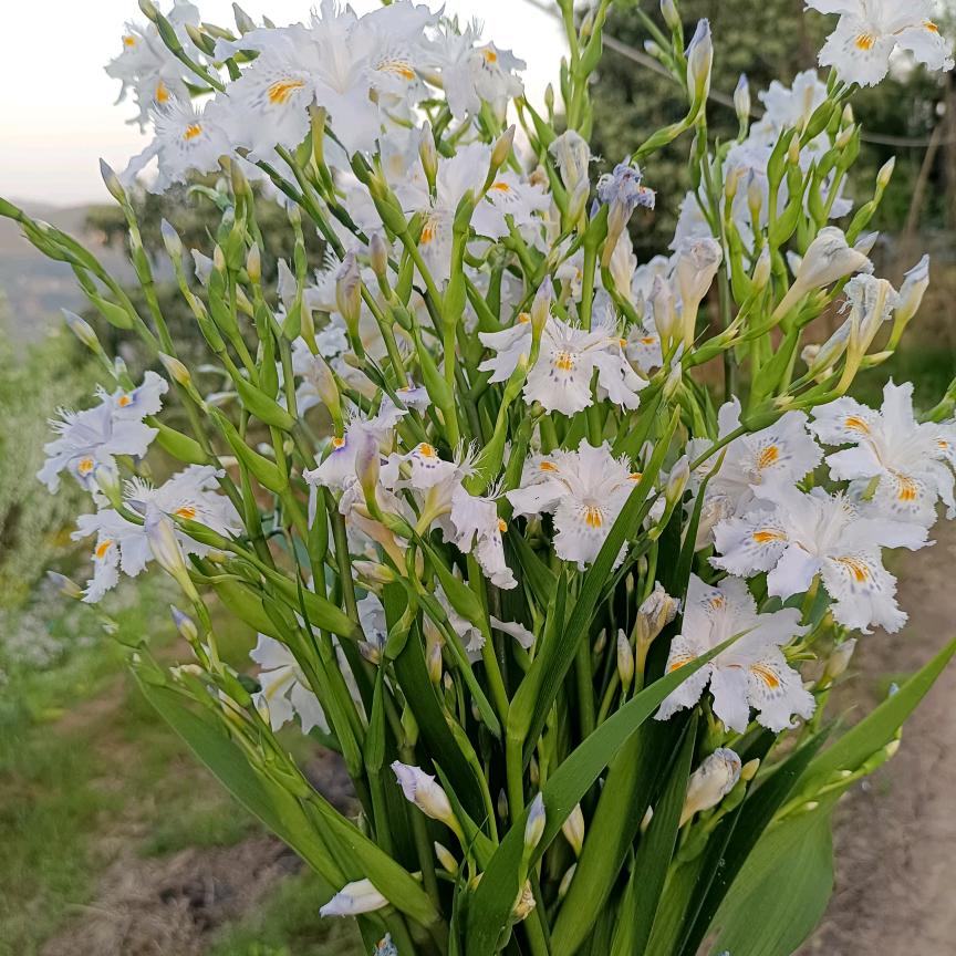 溪灵水秀