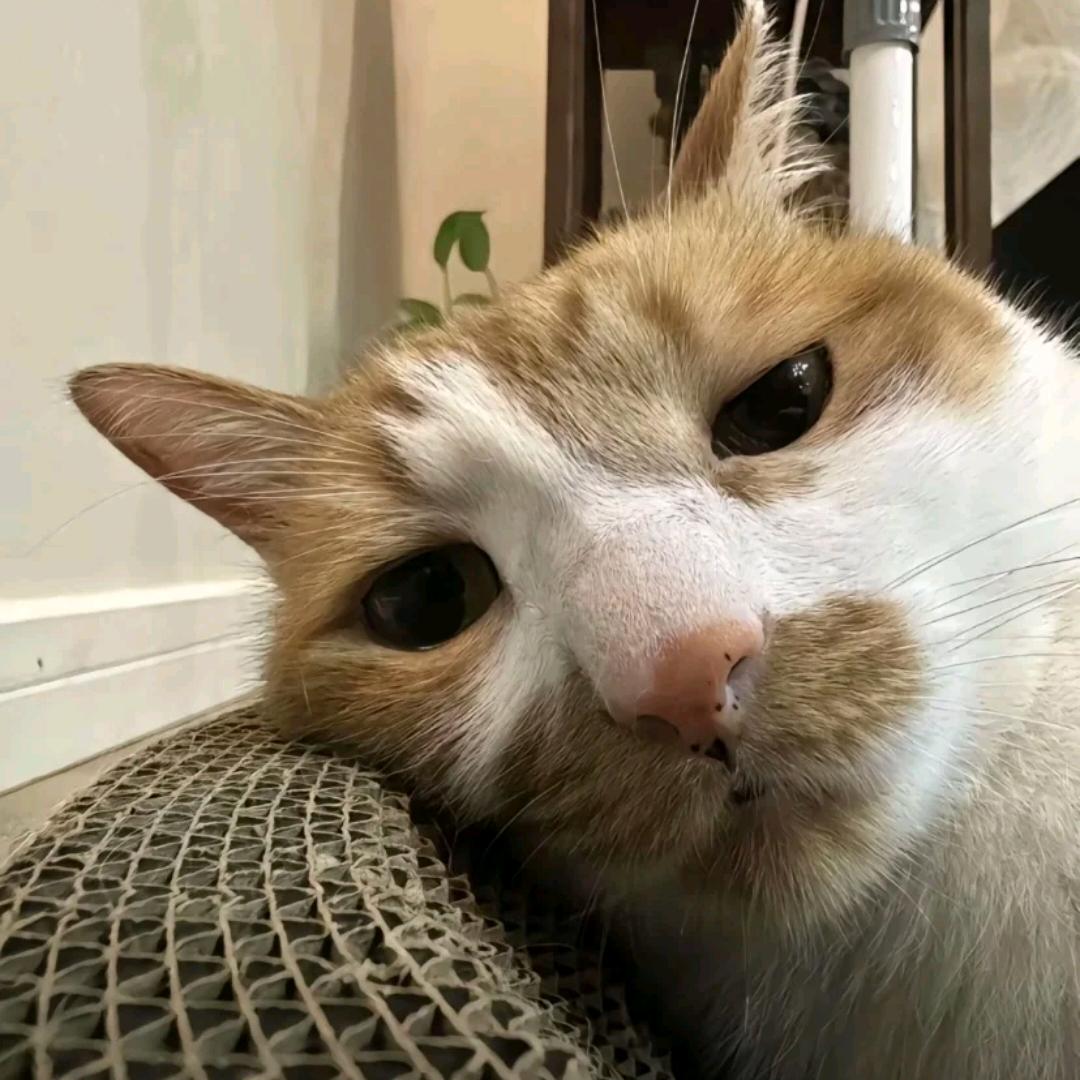 喜欢犯困rrr