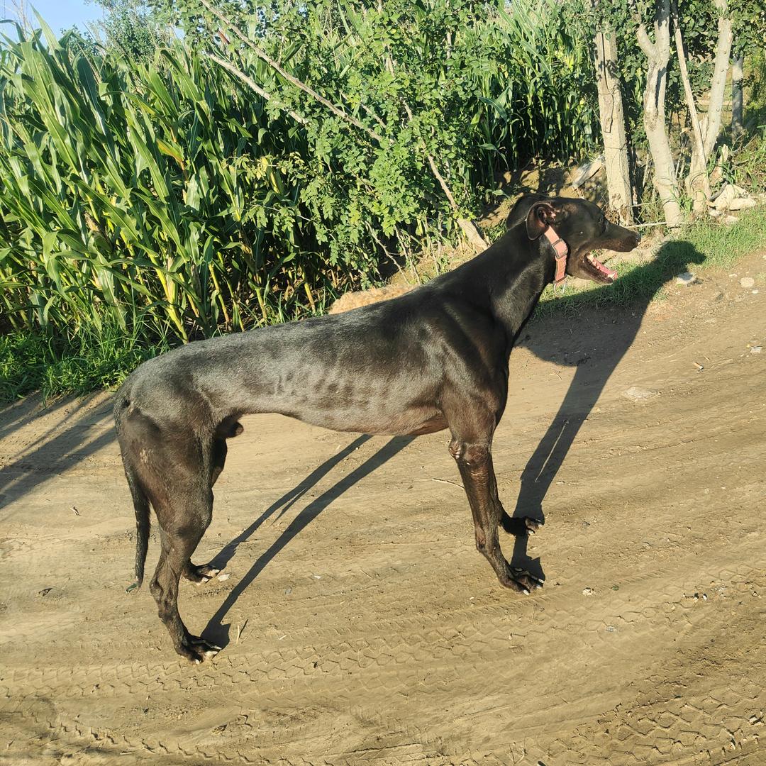 渭北乡村爱犬医疗心