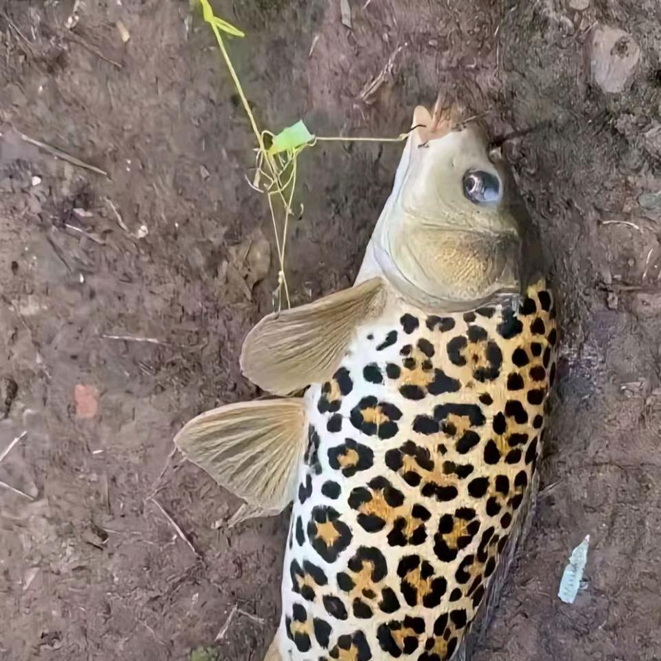 十彡