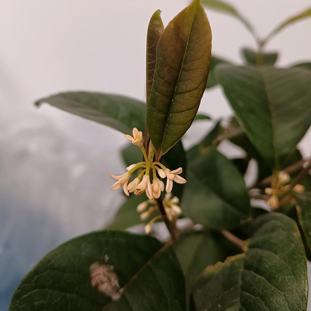 大家都叫我小七