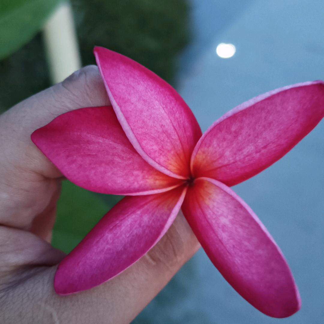 茗暖