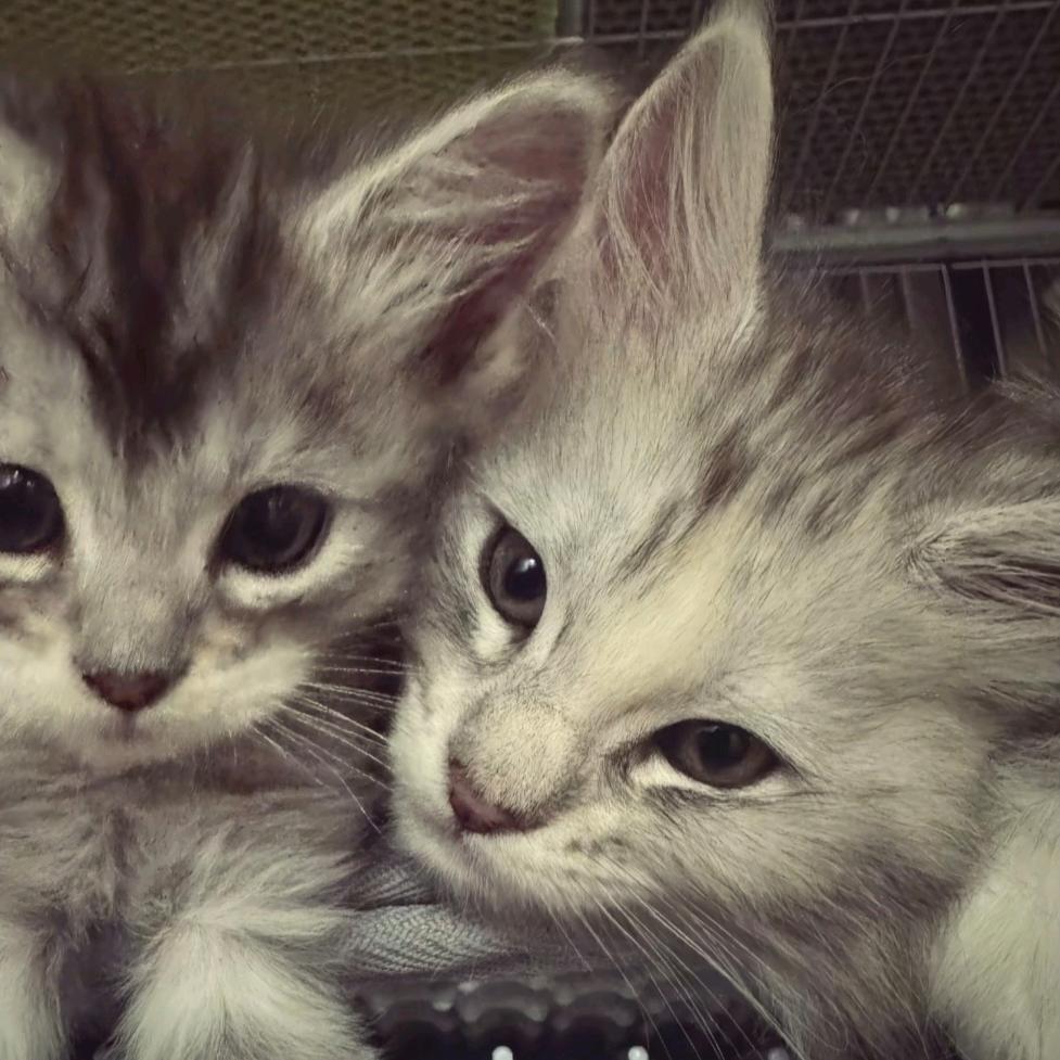 每天都是星期八.