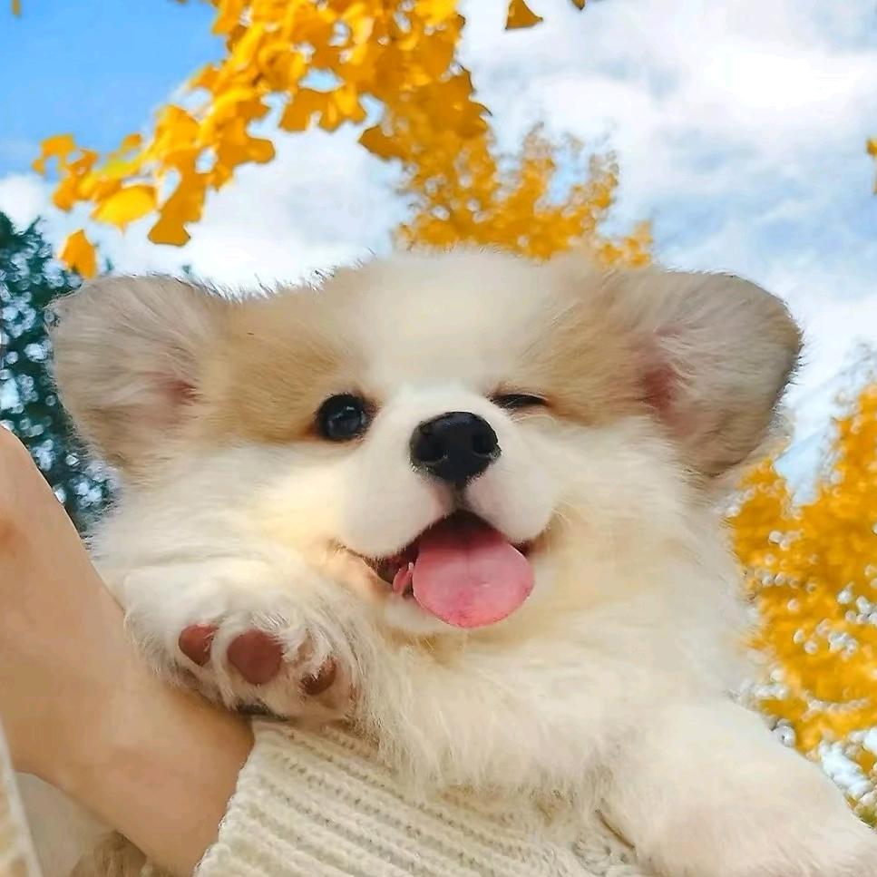 bu拿呢