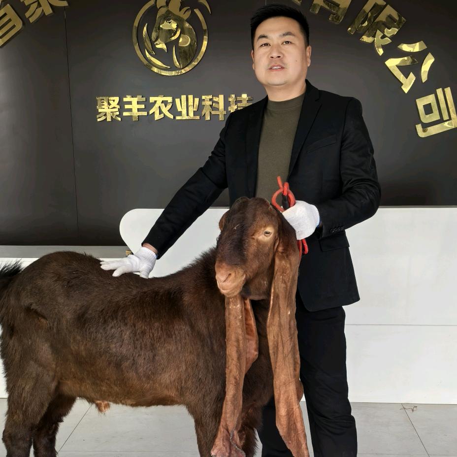 聚羊农业羊巅峰