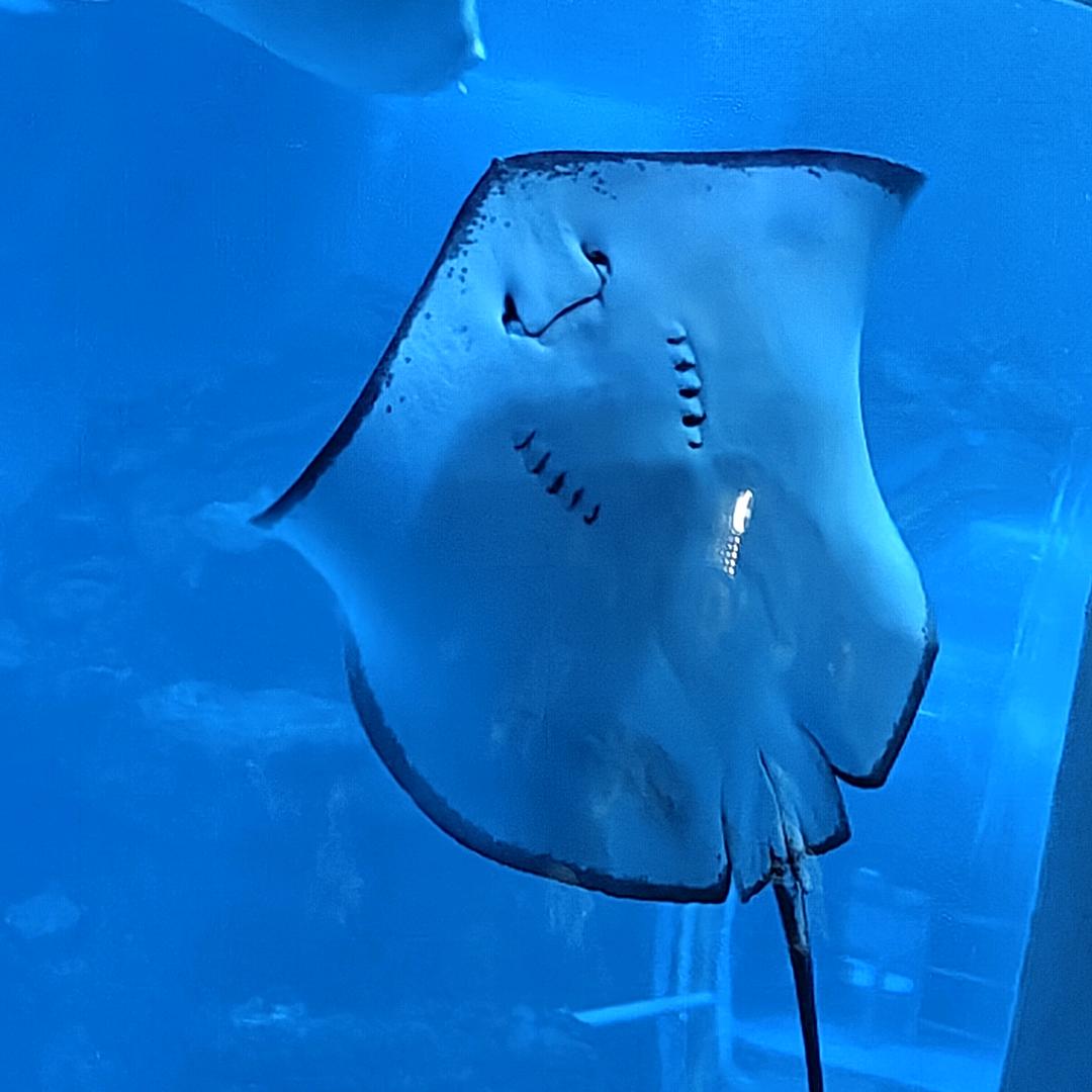 🌟(っ˘ڡ˘ς)🌟